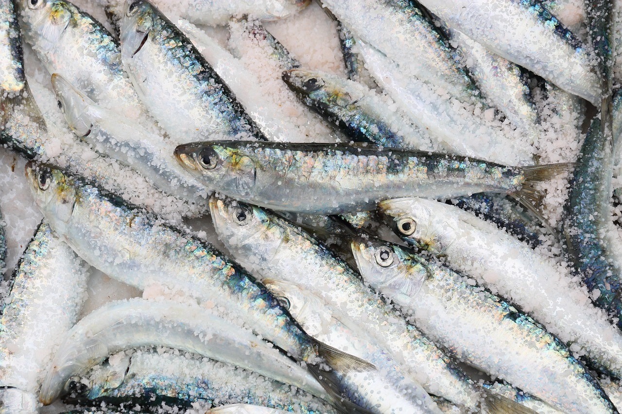 Sardines fraîches entassées sur un étal de marché